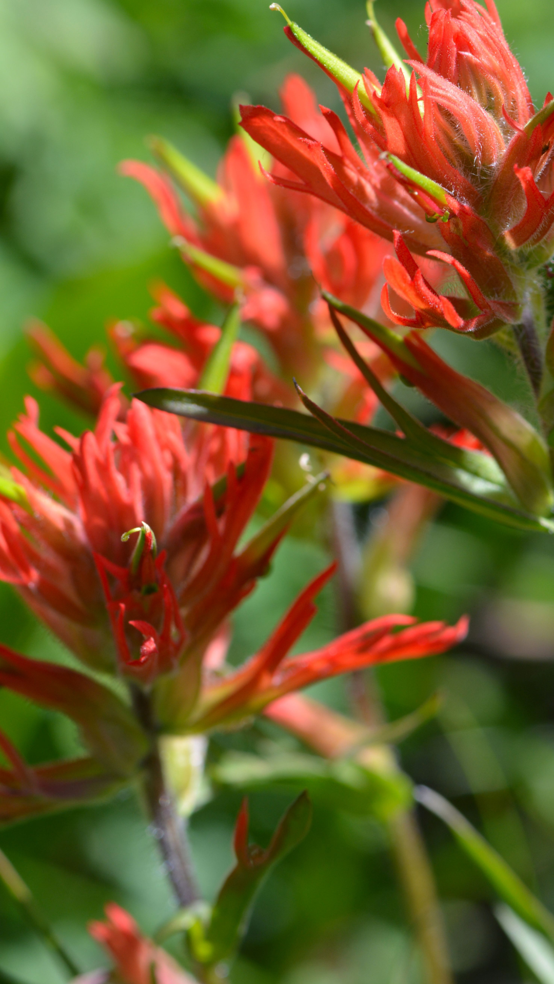 Wildflower Festival Events in Breckenridge